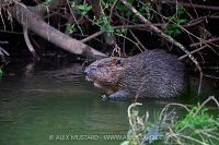 Beaver In The River, UK