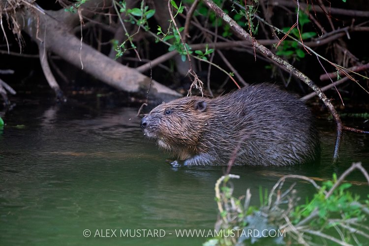 Beaver In The River, UK