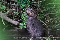 Beaver In The River, UK