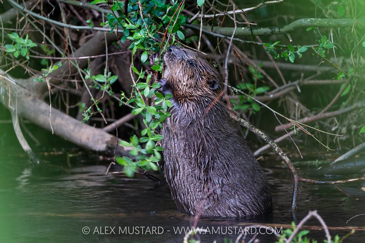 Beaver In The River, UK