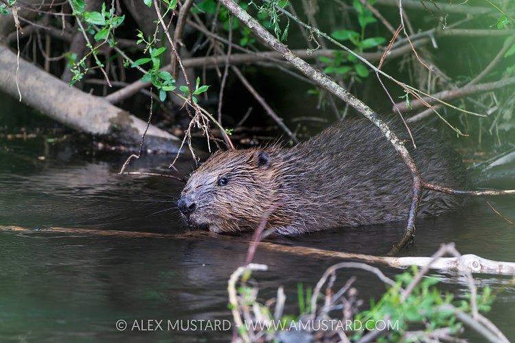 Beaver In The River, UK