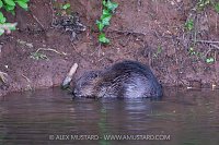 Beaver In The River, UK