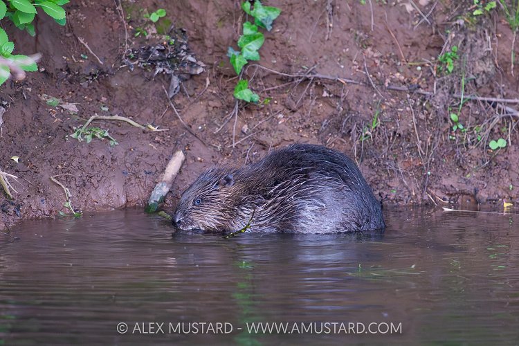 Beaver In The River, UK