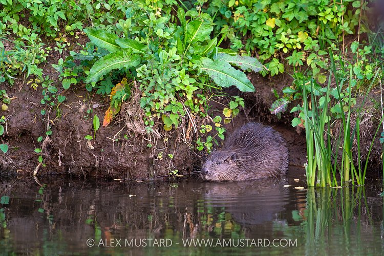 Beaver In The River, UK