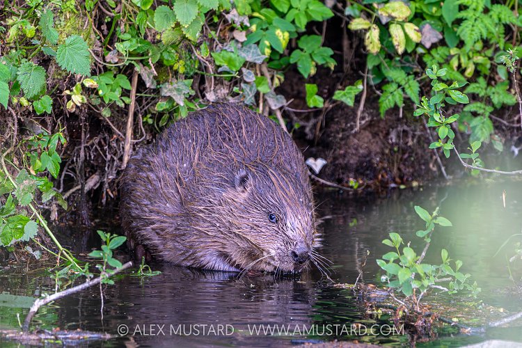 Beaver In The River, UK