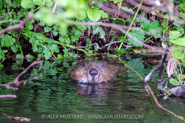 Beaver In The River, UK