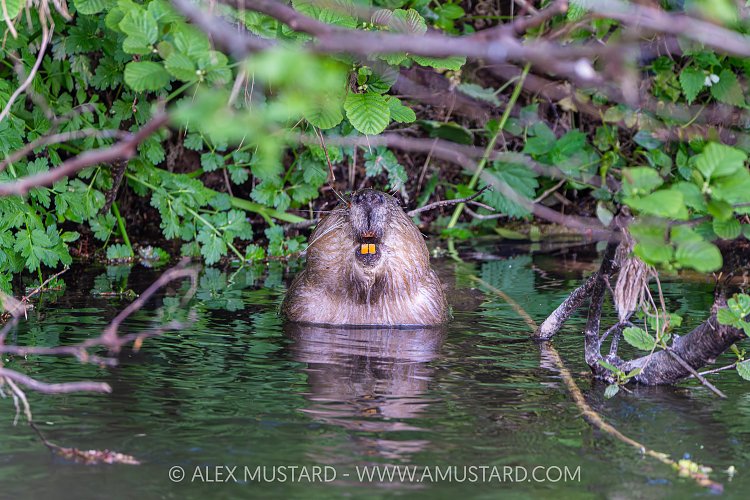 Beaver In The River, UK
