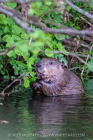 Beaver In The River, UK