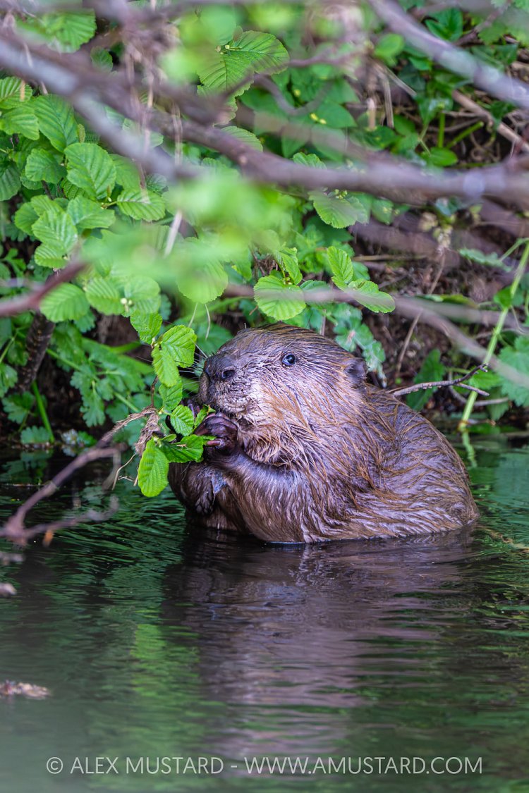 Beaver In The River, UK