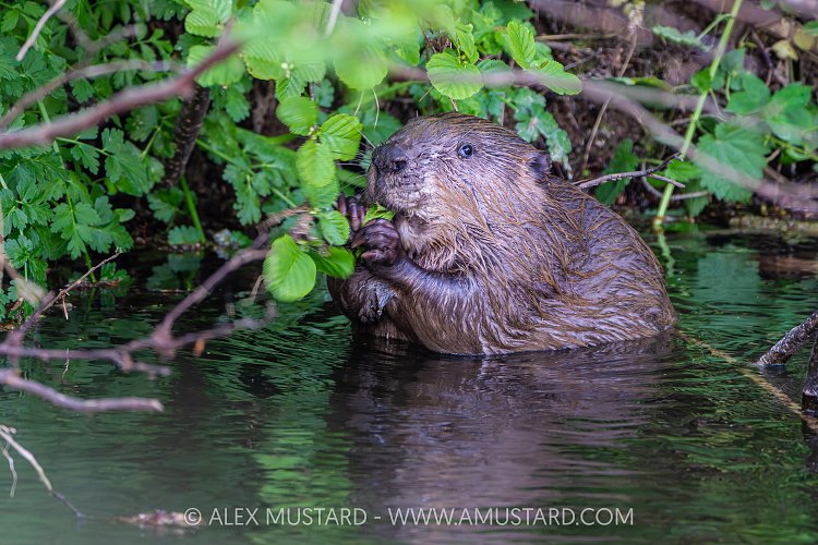 Beaver In The River, UK