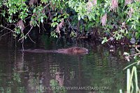 Beaver In The River, UK
