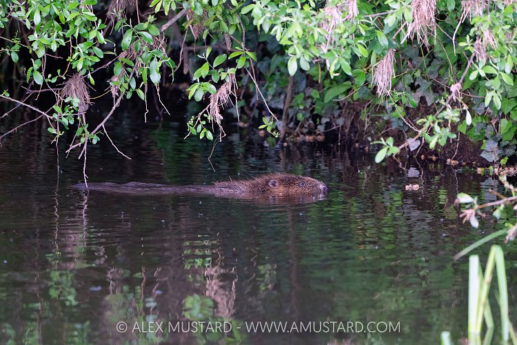 Beaver In The River, UK