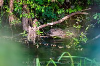 Beaver In The River, UK