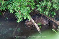 Beaver In The River, UK