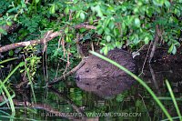 Beaver In The River, UK