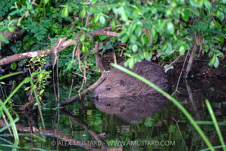 Beaver In The River, UK