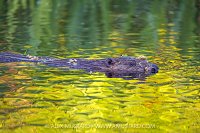 Beaver In The River, UK