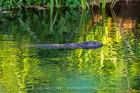 Beaver In The River, UK