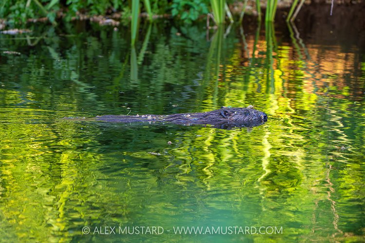 Beaver In The River, UK