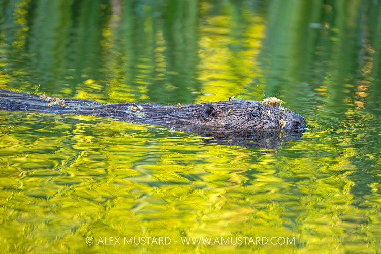 Beaver In The River, UK