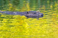 Beaver In The River, UK
