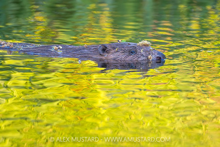 Beaver In The River, UK
