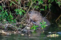 Beaver In The River, UK