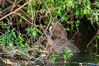 Beaver In The River, UK