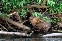 Beaver In The River, UK