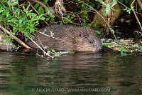 Beaver In The River, UK