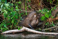 Beaver In The River, UK