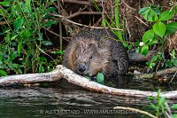 Beaver In The River, UK