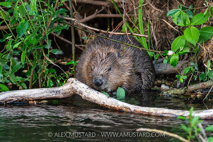 Beaver In The River, UK