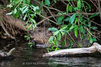 Beaver In The River, UK