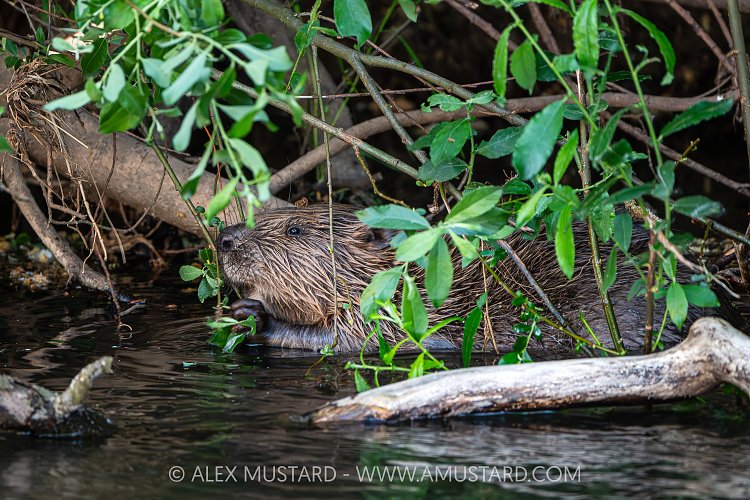 Beaver In The River, UK