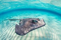 Southern Stingray. Cayman Islands