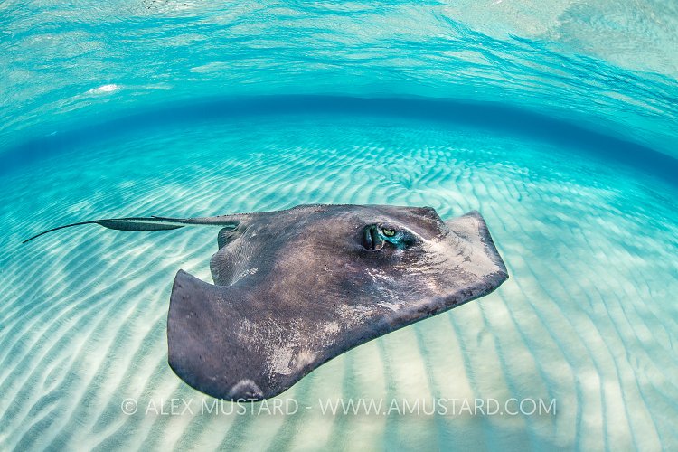 Southern Stingray. Cayman Islands