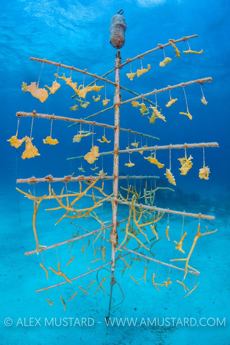 Coral Tree. Cayman Islands