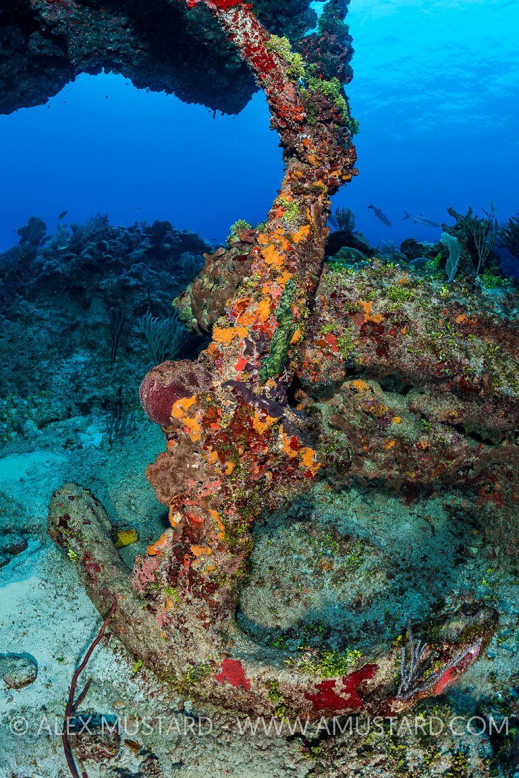 Anchor On Reef. Cayman Islands