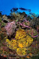 Diver Over Reef. Cayman Islands