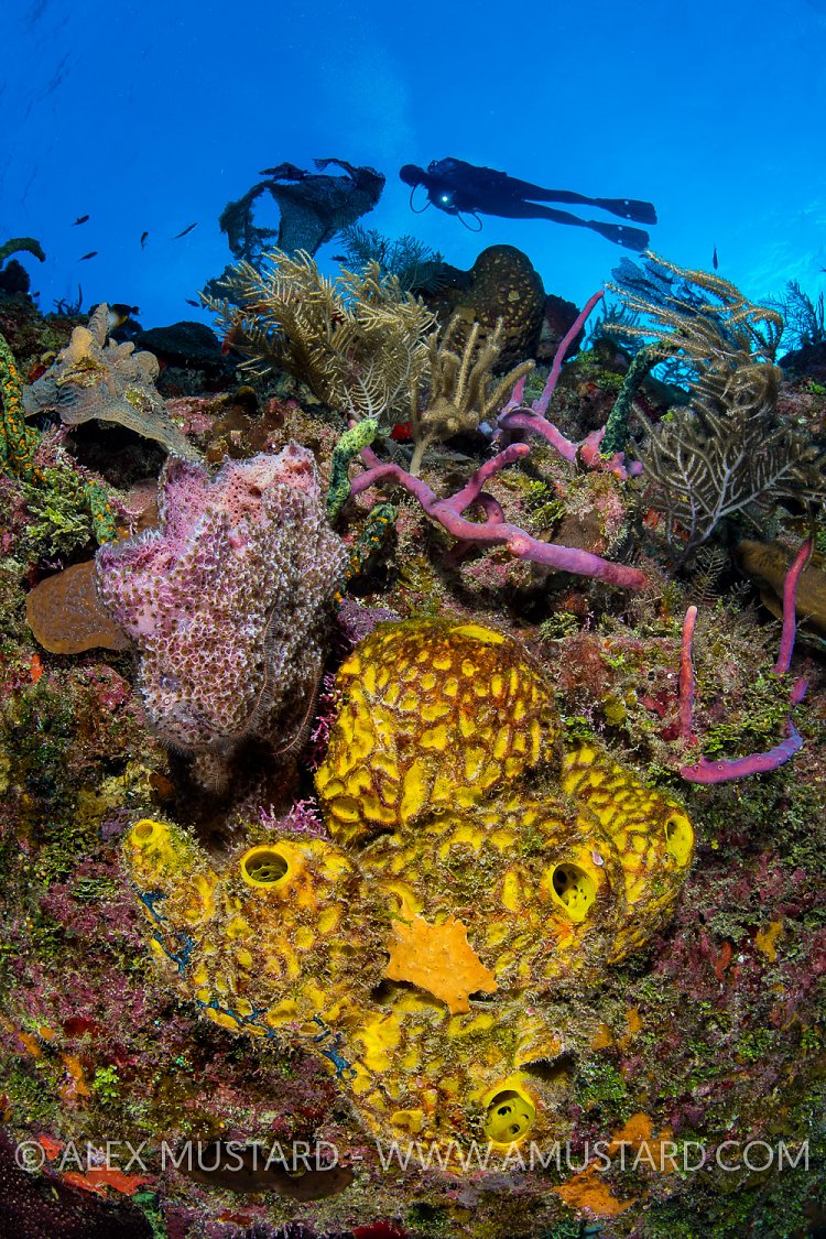 Diver Over Reef. Cayman Islands