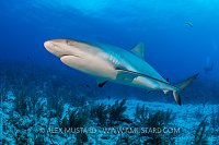 Reef Shark. Cayman Islands