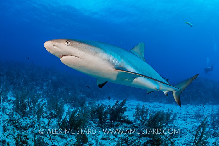 Reef Shark. Cayman Islands