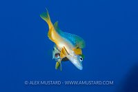 Spawning Hamlets. Cayman Islands