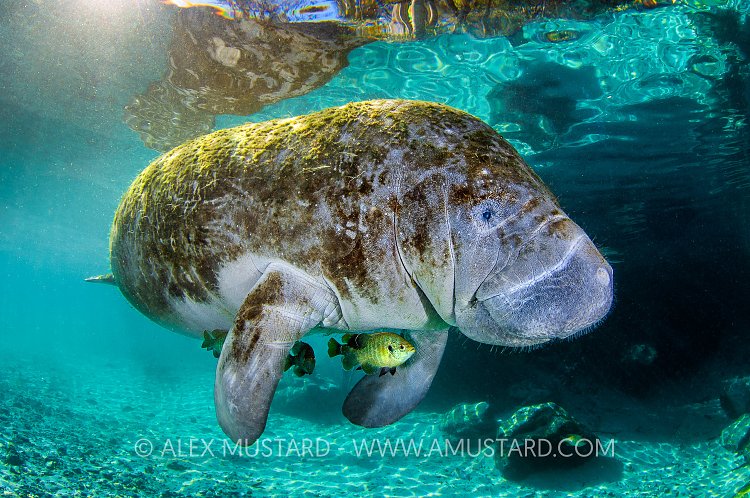 Manatee With Sunfish & Sun. USA