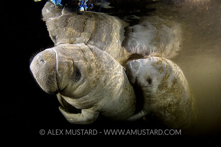 Manatee In The Murk. USA