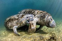 Manatee Nursing. USA