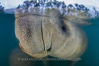 Manatee At Surface. USA