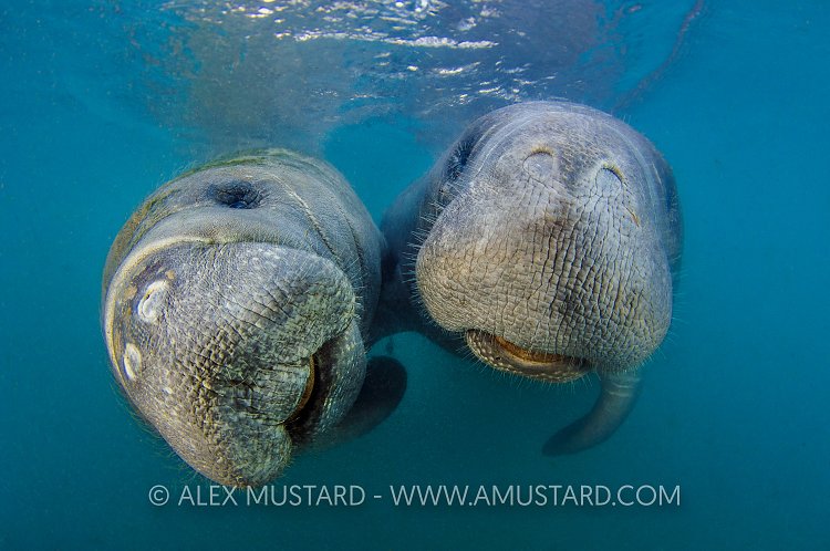 Manatee Pair. USA