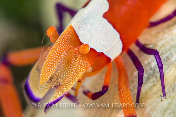 Emperor Shrimp Close Up. Philippines.